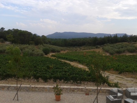 Vue sur les vignes du Château des Selves - Août 2016
